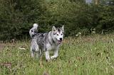ALASKAN MALAMUTE 717